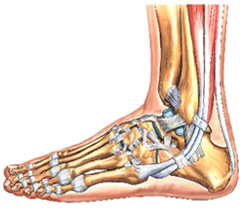 Foot Anatomy