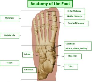 Custom Made Orthotics for Foot Problems | Orthotics Online