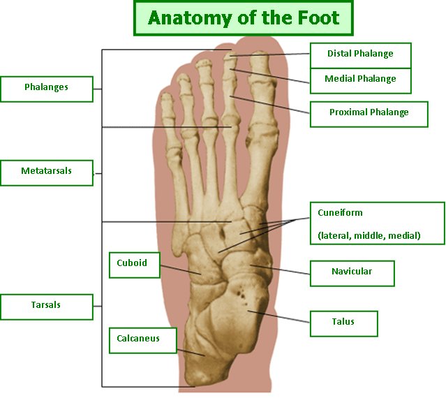 Anatomy of the foot